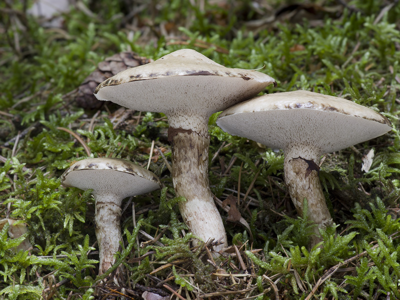 Suillus viscidus